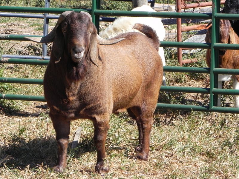 Whispering Pines Bailey - Boer Goat Buck