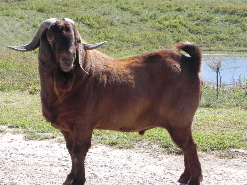 Whispering Pines Bailey - Boer Goat Buck
