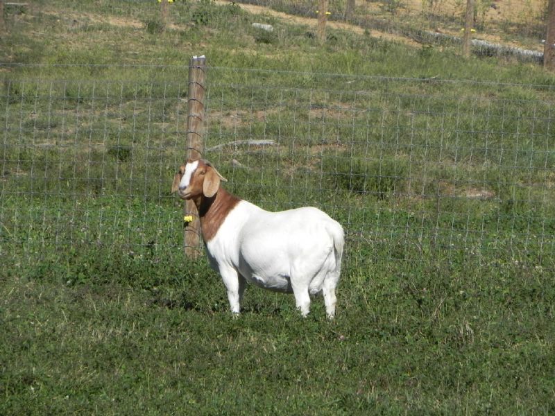Whispering Pines Layla - Boer Goat Doe