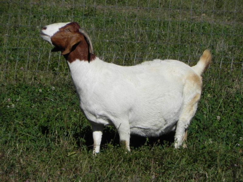 Cane Run's Hope - Boer Goat Doe