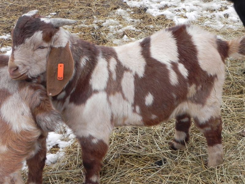 #3-O - Previously Sold Goat Buck