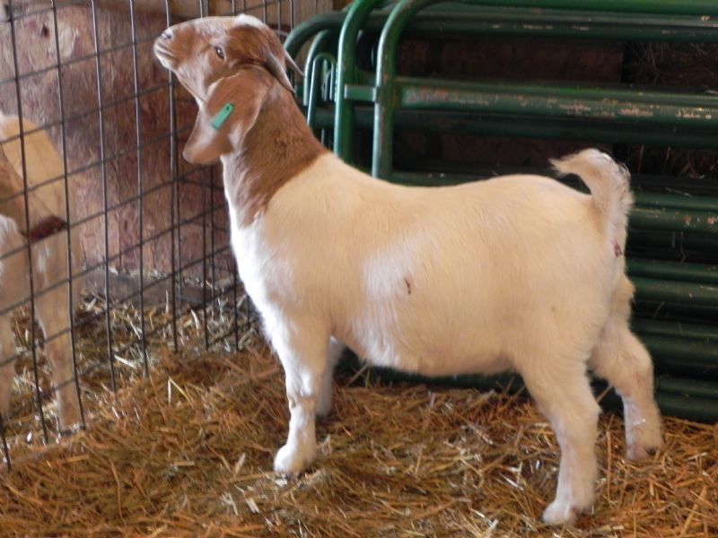 #3G - Previously Sold Goat Doe