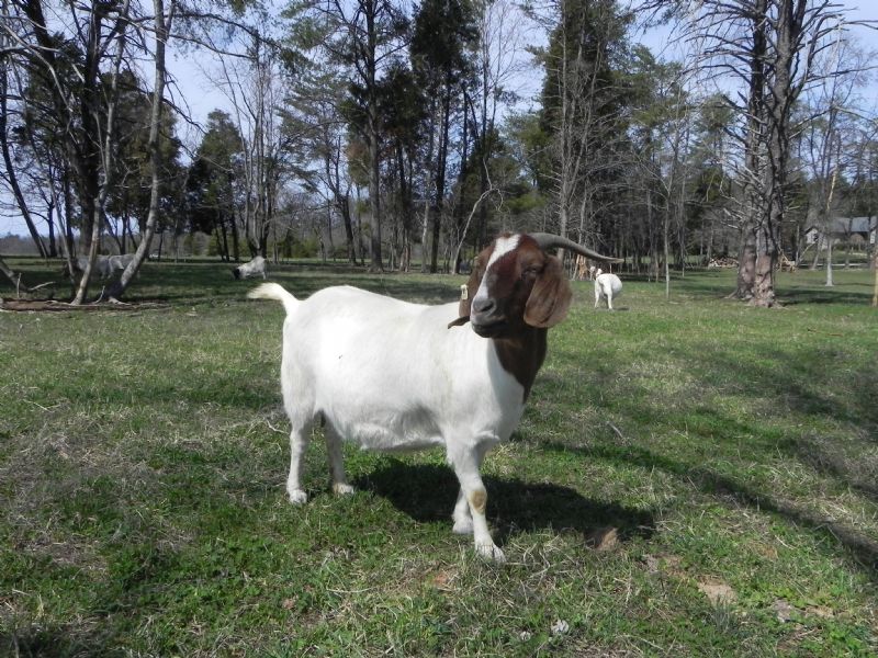 Cane Run Creek's Jendayi #71P - Boer Goat Doe