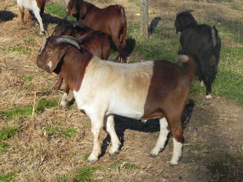 214P - Previously Sold Goat Buck