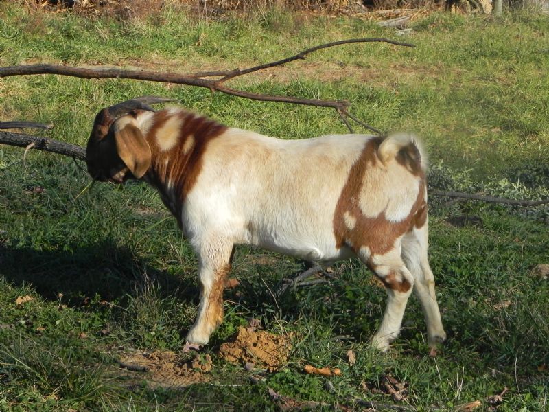 249P - Previously Sold Goat Buck