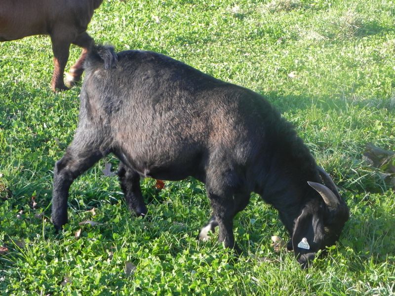 264P - Previously Sold Goat Buck