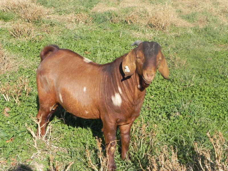 225P - Previously Sold Goat Buck
