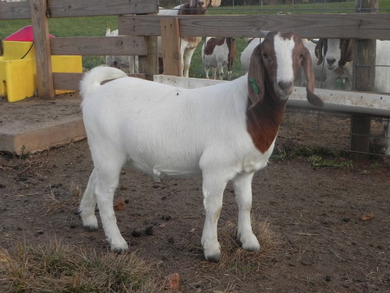 85G - Previously Sold Goat Doe