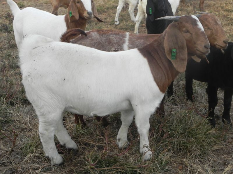 106G - Previously Sold Goat Doe