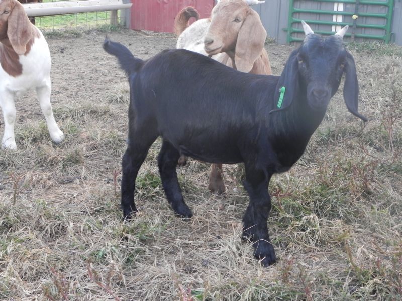 112G - Previously Sold Goat Doe