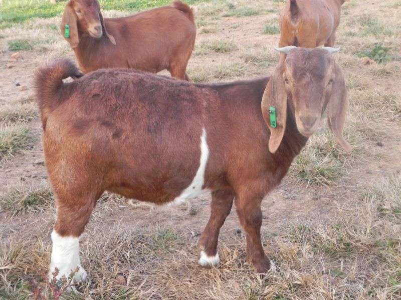 98G - Previously Sold Goat Doe