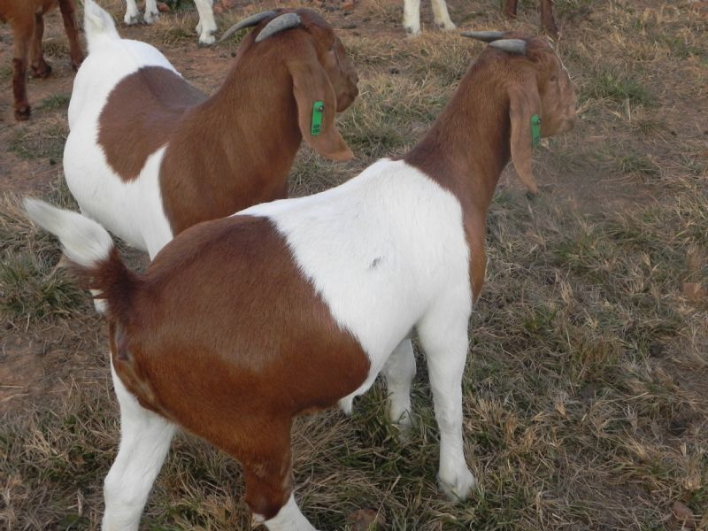 86G - Boer Goat Doe