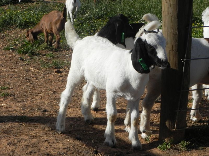 95G - Previously Sold Goat Doe