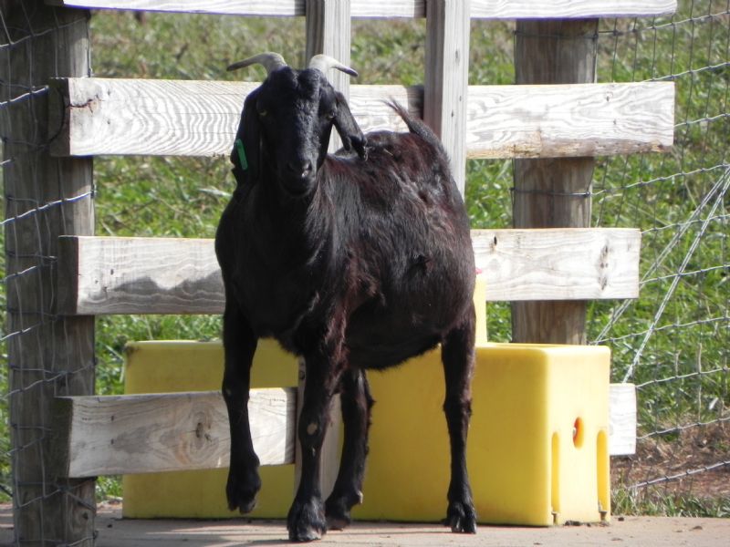 Cane Run Creeks Mammy's Surprize - Boer Goat Doe