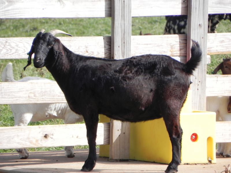 Cane Run Creeks Mammy's Surprize - Boer Goat Doe