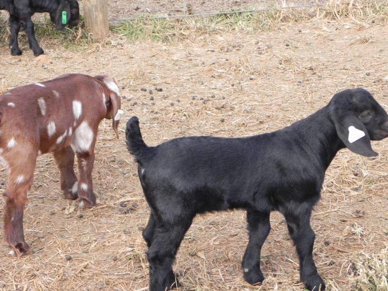 Buckling # 386 *** SALE PRICE $550 *** - Boer Goat Buck
