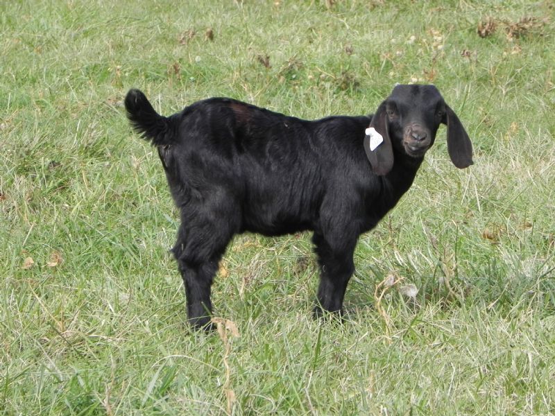 Buckling # 340 - Boer Goat Buck