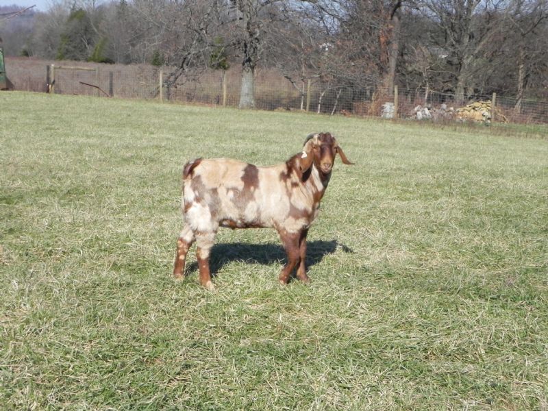 Boer Goat Buck #270    J - Boer Goat Buck