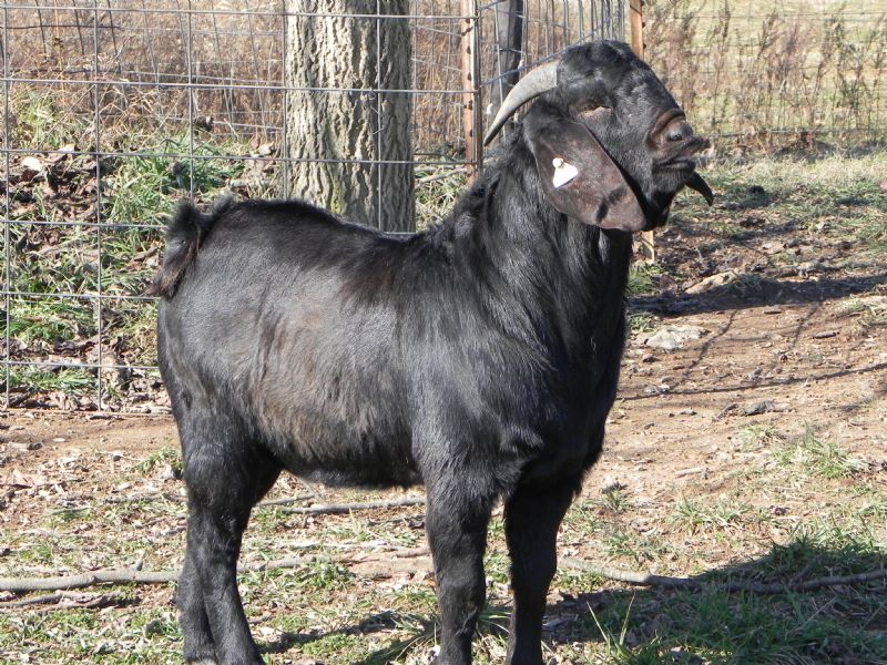 Boer Goat Buck #314 - Boer Goat Buck