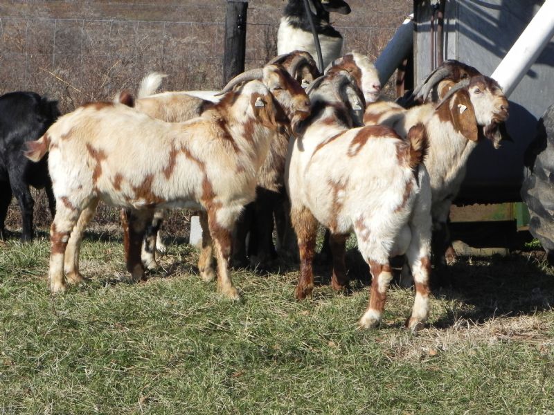Boer Goat Buck #268 SALE PRICE $850! - Boer Goat Buck