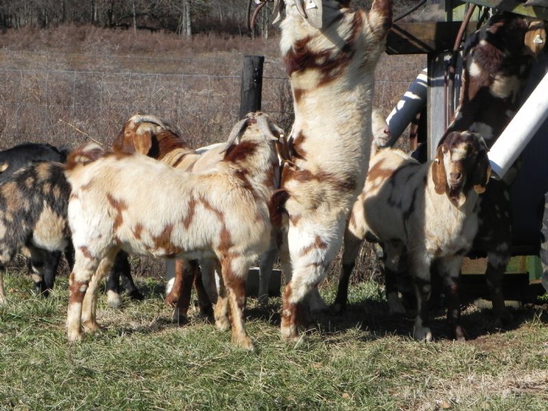 269P SALE PRICE $750! - Boer Goat Buck