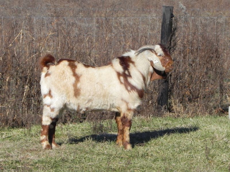 320P - Boer Goat Buck