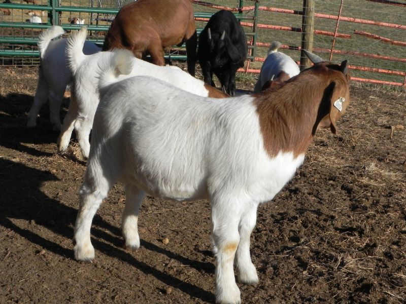 Buckling #334 - Boer Goat Buck
