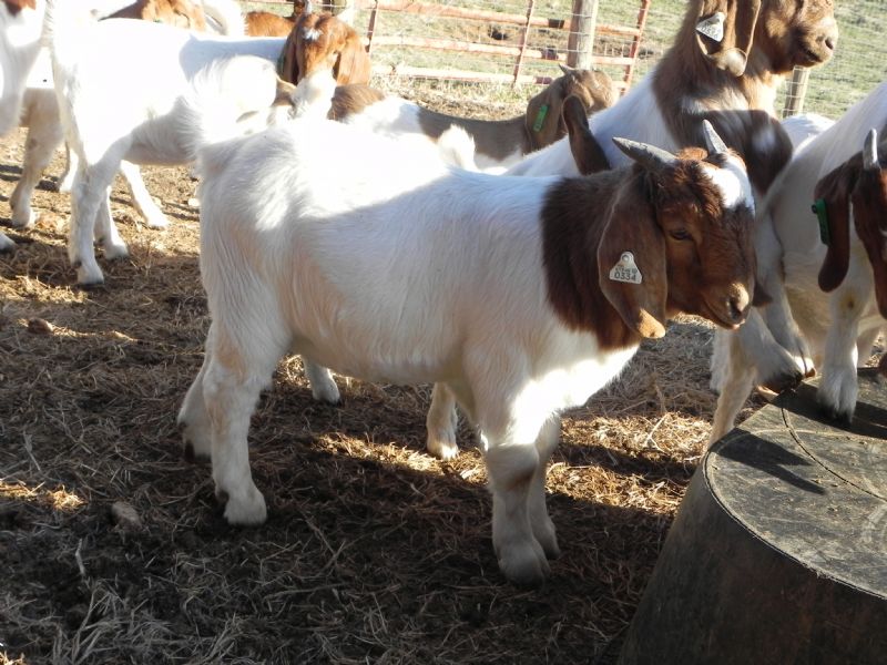 Buckling #334 - Boer Goat Buck