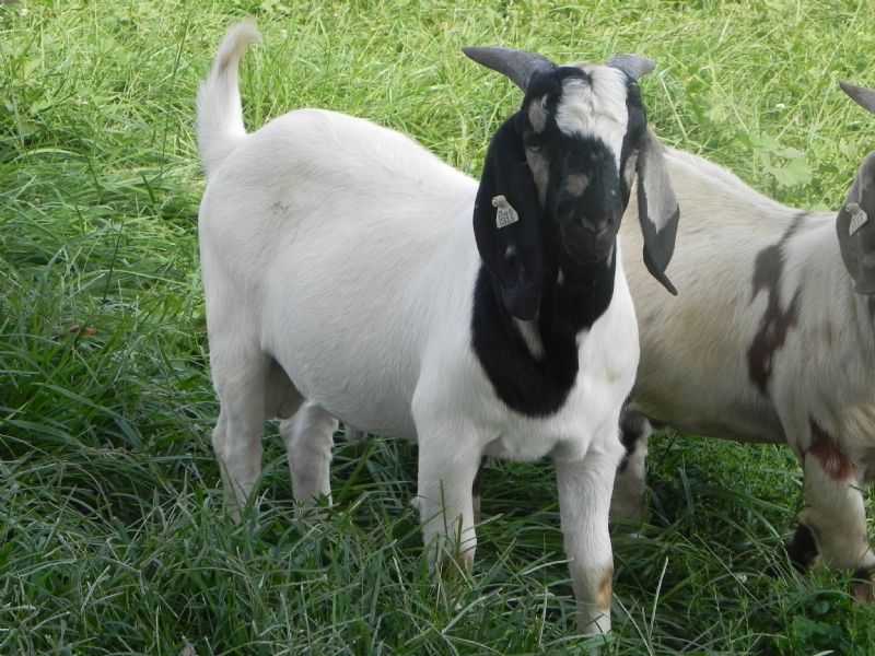 Boer Goat Buck #315 - Previously Sold Goat Buck