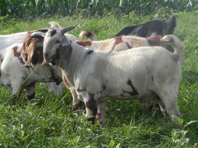 Boer Goat Buck #319 - Previously Sold Goat Buck