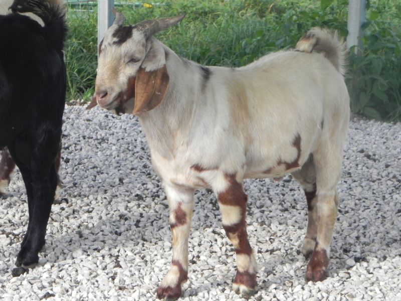 Boer Goat Buck #319 - Previously Sold Goat Buck