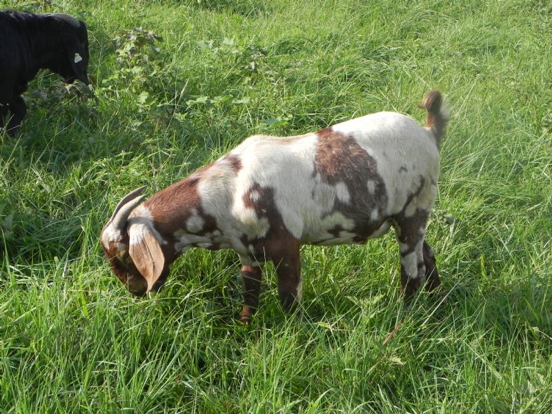 Boer Goat Buck #270    J - Boer Goat Buck