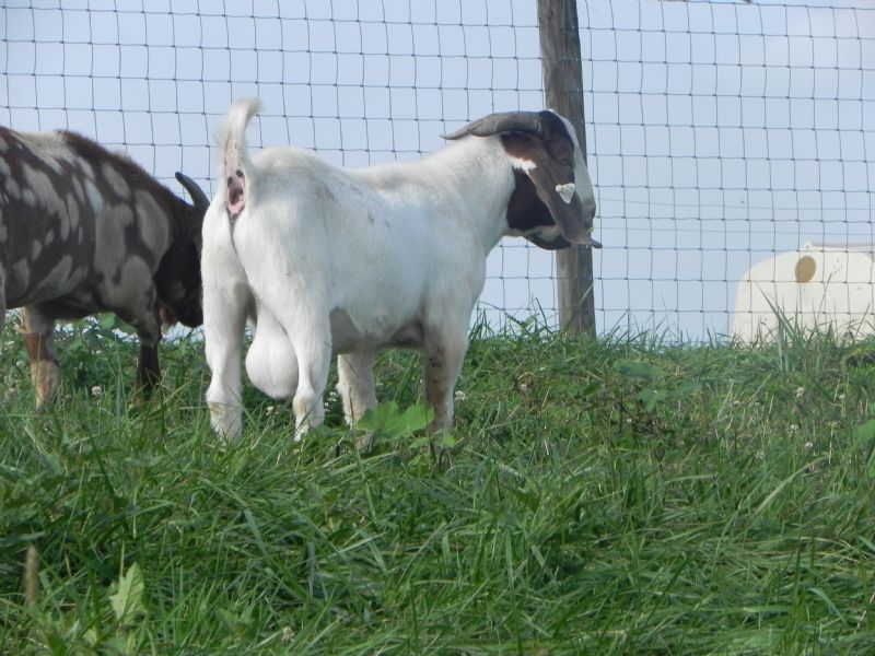 Boer Goat Buck #308 - Previously Sold Goat Buck