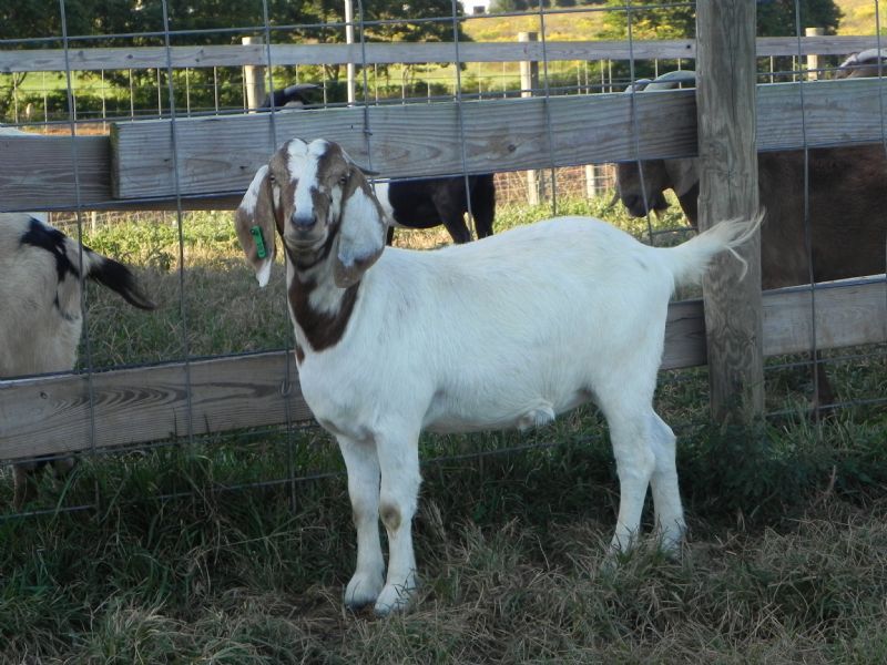 Boer Goat Doe #107G  J - Boer Goat Doe