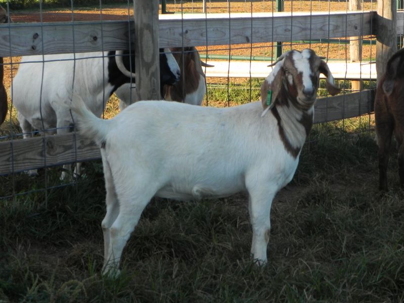 Boer Goat Doe #107G  J - Boer Goat Doe