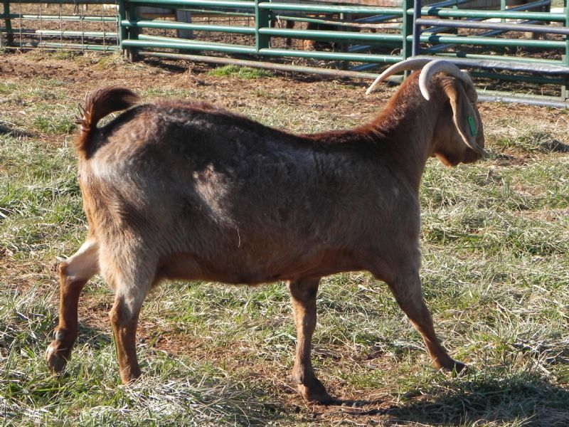 Cane Run Creek's Stormy Night 42G - Boer Goat Doe