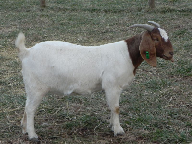 67G - Boer Goat Doe