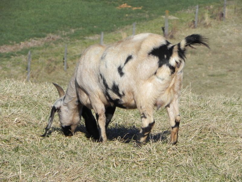 Cane Run Creek's Spots-A-Lot #50   J - Boer Goat Doe