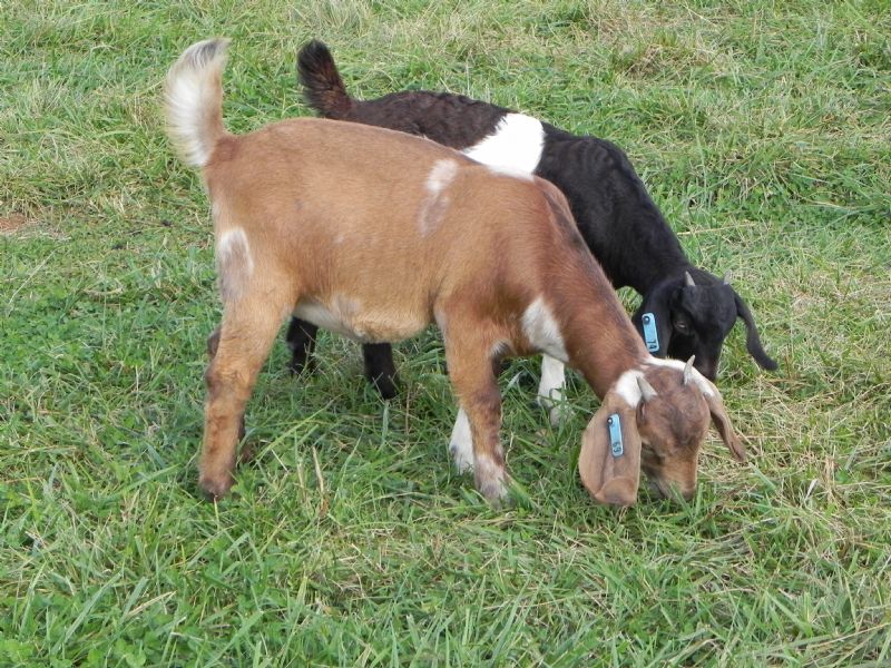 69B - Boer Goat Doe