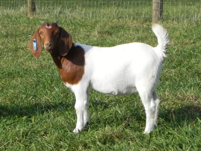 58B - Boer Goat Doe
