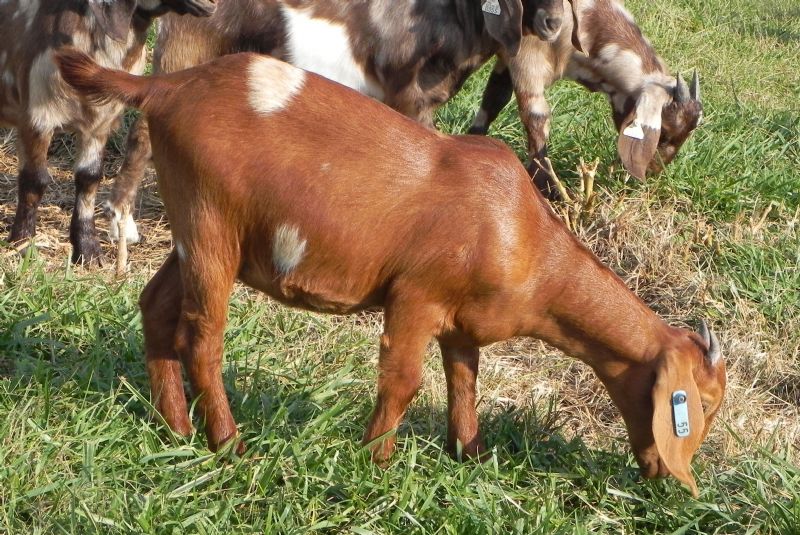 55B - Boer Goat Doe