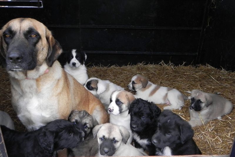 Annie with Litter of 11 Fat Puppies - Previously Sold Dog Puppy