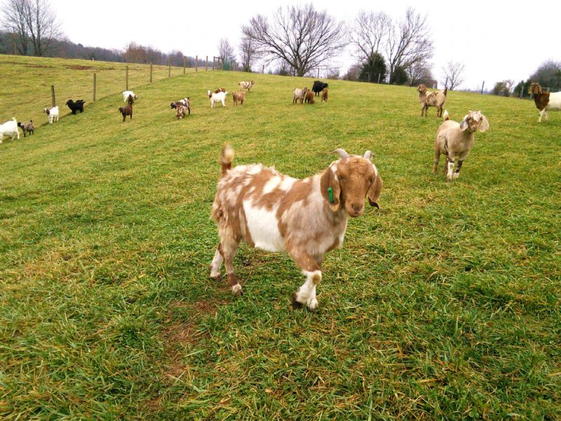 #193G - Boer Goat Doe