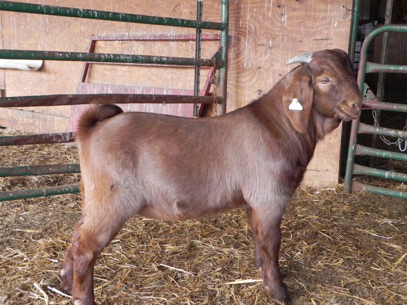 Buckling #387  *** SALE PRICE $575 *** - Boer Goat Buck