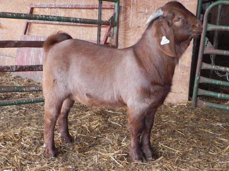 Buckling #387  *** SALE PRICE $575 *** - Boer Goat Buck