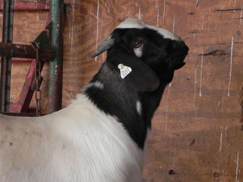 Buckling #371 SOLD T. P. - Boer Goat Buck