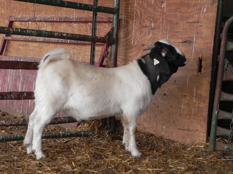 Buckling #371 SOLD T. P. - Boer Goat Buck