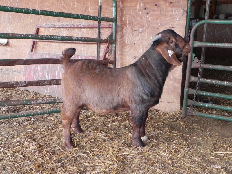 Buckling # 381  *** SALE PRICE $600 *** - Boer Goat Buck