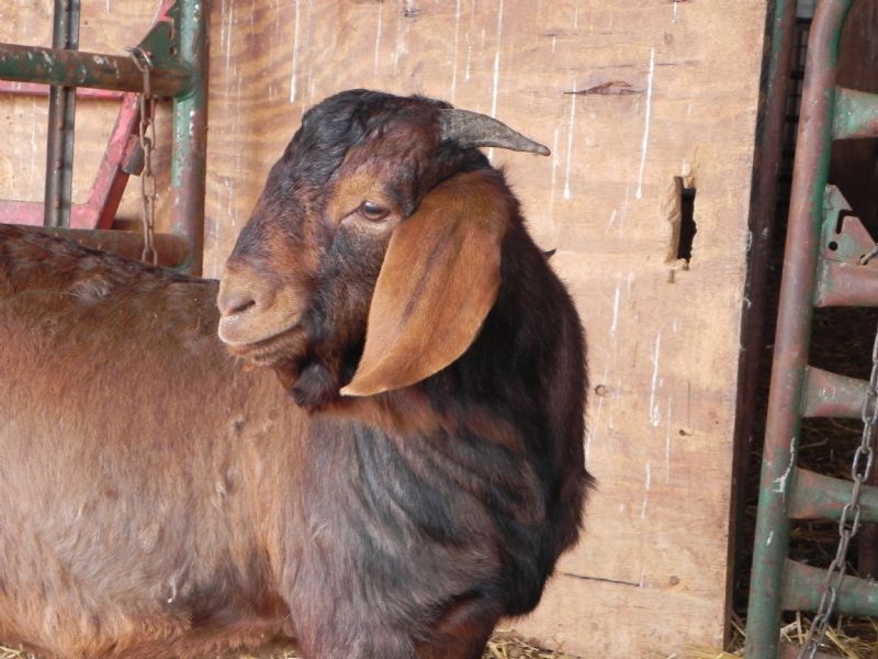 Buckling # 381  *** SALE PRICE $600 *** - Boer Goat Buck