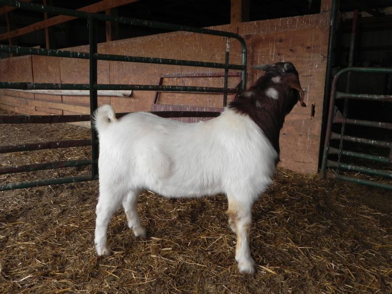 Buckling #332 SALE PRICE $500 - Boer Goat Buck